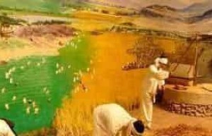 朝鲜族人们是怎么耕作的朝鲜族农耕文化_民俗文化 菊江历史网