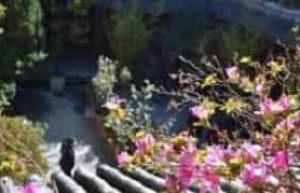 为什么说白族与花有着很深厚的情谊_民俗文化 菊江历史网