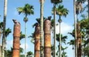 黎族人崇拜动物图腾和植物图腾是什么样的_民俗文化 菊江历史网