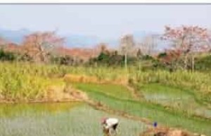 黎族人是怎样水田耕作的，有何民族特点 菊江历史网