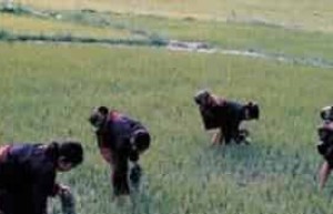 黎族采集主要指什么，为什么成为黎族副业 菊江历史网