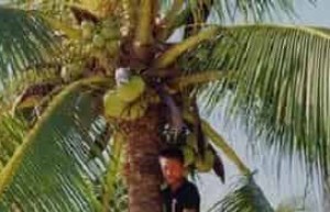 黎族与吃有关的食物是什么，又有何历史由来 菊江历史网