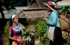 德昂族的文化：万事不离茶，德昂族的茶文化 菊江历史网