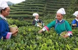 布依族茶文化，布依族的茶文化有什么特点 菊江历史网