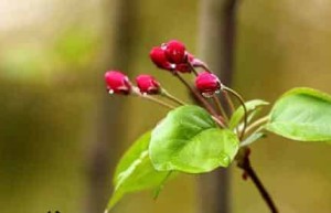 关于谷雨的习俗，谷雨的习俗有哪些 菊江历史网