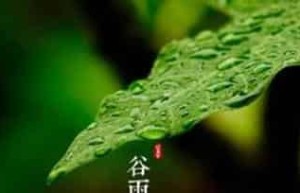 谷雨的谚语：关于谷雨的民间谚语大全 菊江历史网
