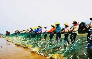 京族的特色美食小吃，京族米粉和金丝牛肉 菊江历史网