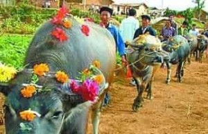 仡佬族节日，仡佬族的牛王节有什么特色 菊江历史网