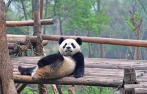 当年蚩尤养了两只熊猫吗（为什么蚩尤骑着大熊猫会输）_上古历史 菊江历史网