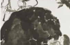 日本神话体系，日本神话妖怪大全_世界古代史 菊江历史网