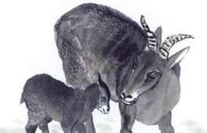 十二生肖羊的来历_上古历史 菊江历史网