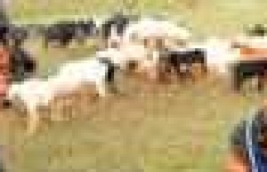 食俗_饮食文化 菊江历史网