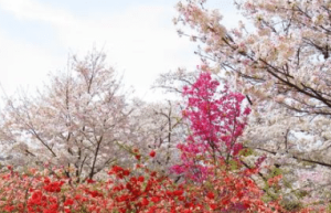 三十六计故事介绍：第二十九计树上开花_民俗文化 菊江历史网