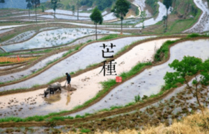 二十四节气中的“芒种”的由来是什么，又会有哪些气候变化呢_民俗文化 菊江历史网