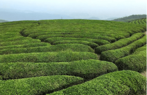 探索茶叶的起源与分布，史料中是如何记载的_民俗文化 菊江历史网