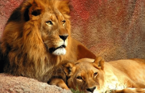 狮子是如何融入中国文化的，探索中国传统狮子形象_民俗文化 菊江历史网