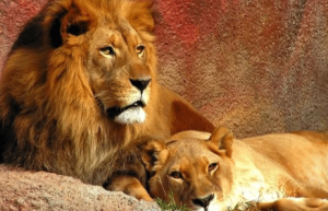 狮子作为外来猛兽，为什么能在中国传统文化中占据重要地位_民俗文化 菊江历史网