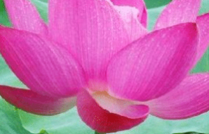 易经的明夷卦六四“获明夷之心”是什么意思，怎么理解_民俗文化 菊江历史网