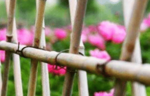 大壮卦“不能退，不能遂，无攸利，艰则吉”是吉是凶_民俗文化 菊江历史网