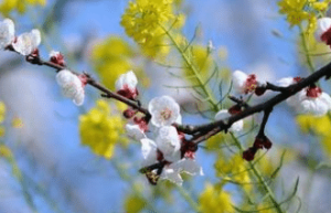 咸卦九三“咸其股，执其随，往吝”说的是什么道理_民俗文化 菊江历史网