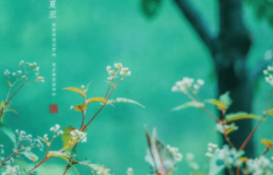 夏至有哪些传统习俗，有哪些与夏至有关的诗作_民俗文化 菊江历史网