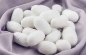 山背大兄王简介，山背大兄王是谁_世界古代史 菊江历史网