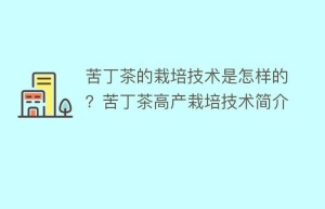 苦丁茶的栽培技术是怎样的？苦丁茶高产栽培技术简介_饮食文化 菊江历史网
