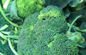 西兰花烹饪得好可以预防癌症_饮食文化 菊江历史网