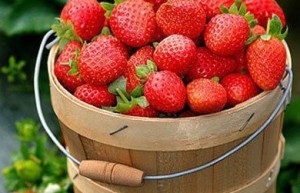 吃草莓梨子益养生_饮食文化 菊江历史网