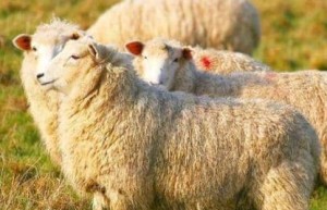 宋朝皇宫一年能吃掉多少斤羊肉？_宋朝历史 菊江历史网