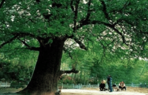 光绪父亲墓前种了两颗白果树，背后有什么含义？_稗官野史 菊江历史网