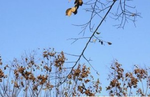 专家提醒 夏季吃烧烤小心吃出布鲁氏菌病_饮食文化 菊江历史网