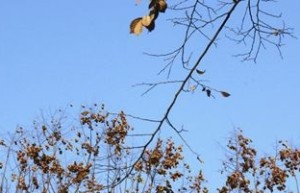 七种水果在秋天的食用禁忌_饮食文化 菊江历史网