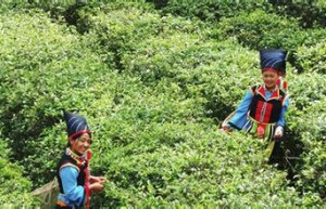 布朗族历史 “沧江怒水”之间的布朗族_民俗文化 菊江历史网