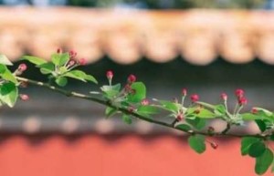 乾隆为何要降低儿媳孝淑皇后的丧礼规格？_清朝历史 菊江历史网