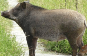 古代一个小国因养猪而兴盛，流传下一个奇怪的典故！_乡村野史 菊江历史网