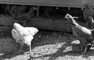 无头鸡麦克是什么东西？没有头的鸡是怎么存活的？_稗官野史 菊江历史网