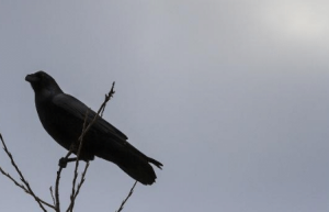 乌鸦为什么不被人们待见？关于乌鸦的故事和传说！_乡村野史 菊江历史网