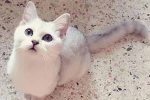 梦溪石【外号大王喵，中国小说作家】 – 人物百科