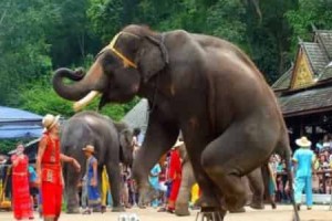 老挝为什么被称为“万象之邦”，大象成为最得力帮手_世界近代史 菊江历史网