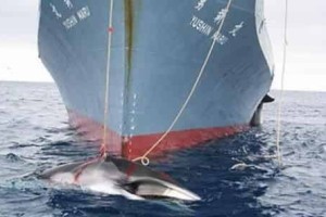 日语“丸”什么意思？日本船取名为什么都要“丸”_世界近代史 菊江历史网