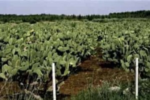 16世纪新大陆作物对旧大陆农业的影响 菊江历史网