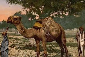 古代黎巴嫩的农业技术与农田管理 菊江历史网