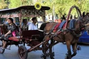 十三世纪的摩洛哥：马车在撒哈拉贸易中的地位 菊江历史网