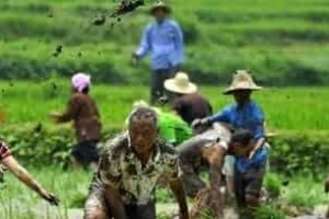 土家族文化，土家族的农耕文化历史悠久_民俗文化 菊江历史网