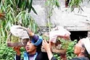 瑶族大年初二的“赶鸟节”究竟有啥历史来源_民俗文化 菊江历史网