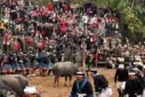 白裤瑶特有的丧葬习俗是啥，为何要砍牛_民俗文化 菊江历史网