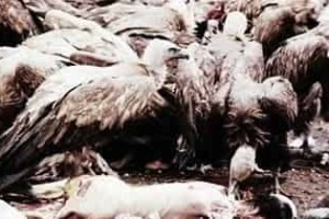 藏族习俗，探秘古老而神秘的藏族天葬_民俗文化 菊江历史网