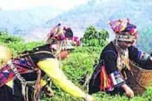 哈尼族的历史是怎样的，其发展又是怎样的_民俗文化 菊江历史网