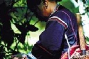 黎族巫医能治病吗，黎族巫医是怎样治病的_民俗文化 菊江历史网